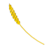 Golden Wheat