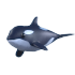 Orca